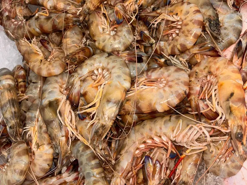 Crevettes Grises frais de la criée de Casablanca, livré à domicile
