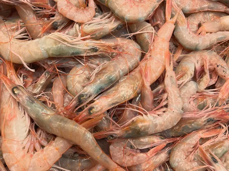 Crevettes Roses frais de la criée de Casablanca, livré à domicile
