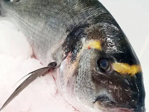 Dorade Royale frais — livraison à domicile à Casablanca