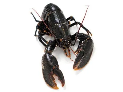 Homard frais de la criée de Casablanca, livré à domicile